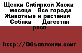 Щенки Сибиркой Хаски 2 месяца - Все города Животные и растения » Собаки   . Дагестан респ.